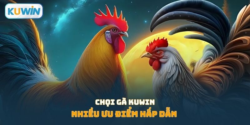 Nhiều điểm hấp dẫn trong chọi gà KUWIN
