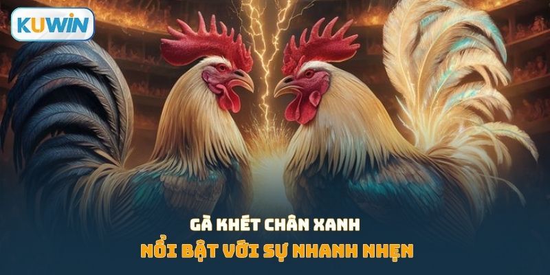 Gà khét chân xanh nổi bật với sự nhanh nhẹn
