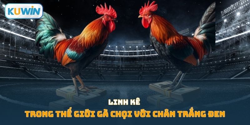 Linh kê trong thế giới gà chọi với chân trắng đen
