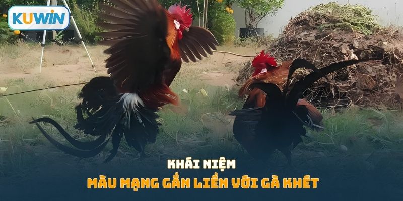 Khái niệm màu mạng gắn liền với gà khét