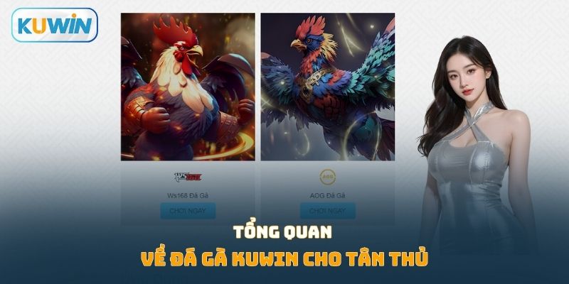 Tổng quan về đá gà KUWIN cho tân thủ