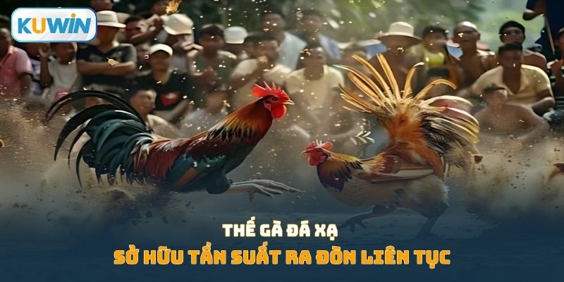 Thế gà đá xạ sở hữu tần suất ra đòn liên tục
