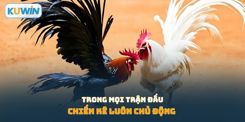 Chiến kê luôn chủ động trong mọi trận đấu