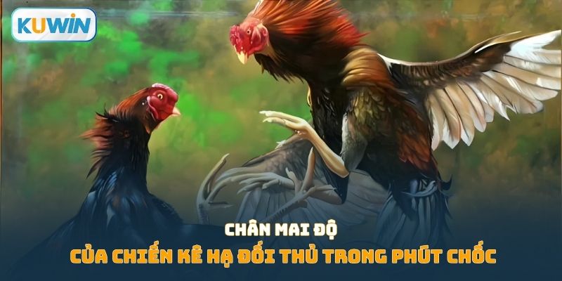 Chân mai độ của chiến kê hạ đối thủ trong phút chốc