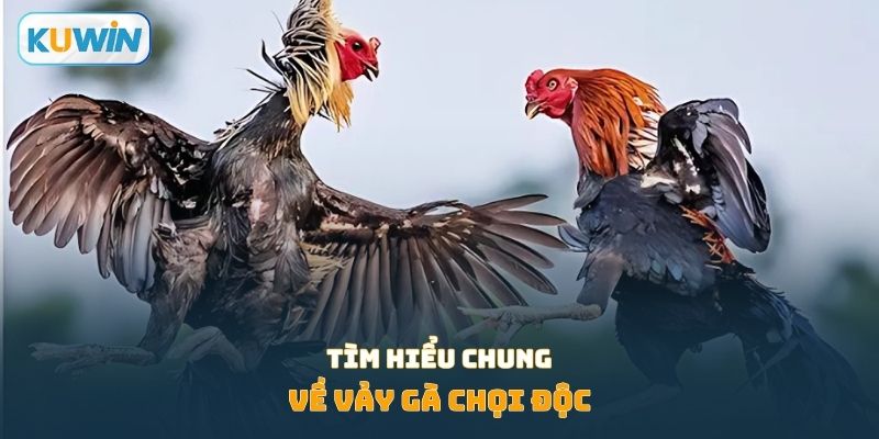 Tìm hiểu chung về vảy gà chọi độc
