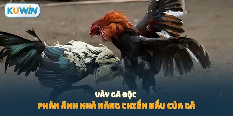 Vảy gà độc phản ánh khả năng chiến đấu