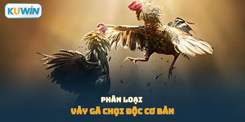 Phân loại vảy gà chọi độc cơ bản