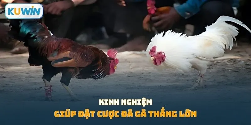 Kinh nghiệm giúp đặt cược đá gà thắng lớn