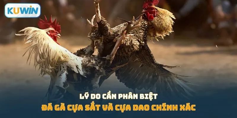 Lý do cần phân biệt đá gà cựa sắt và cựa dao chính xác